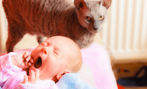 Yenidoğan Bebek ve Kedi