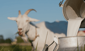 Gebelikte Keçi Sütü Tüketimi