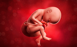 Anne Karnında Bebeğin Hıçkırması