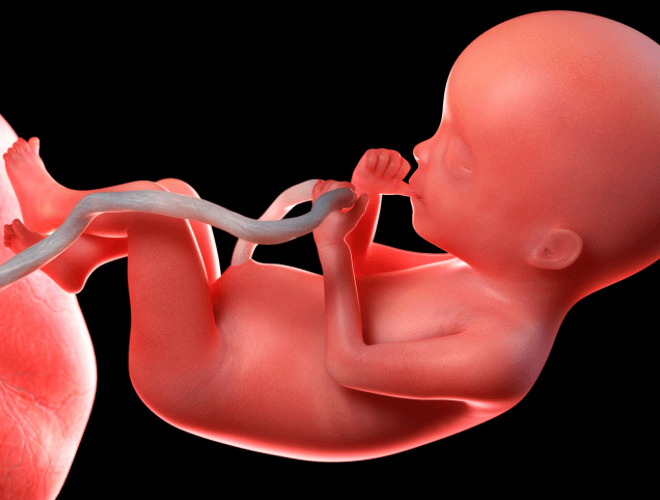 Plasenta: Gebeliğin Gizemli Kahramanı