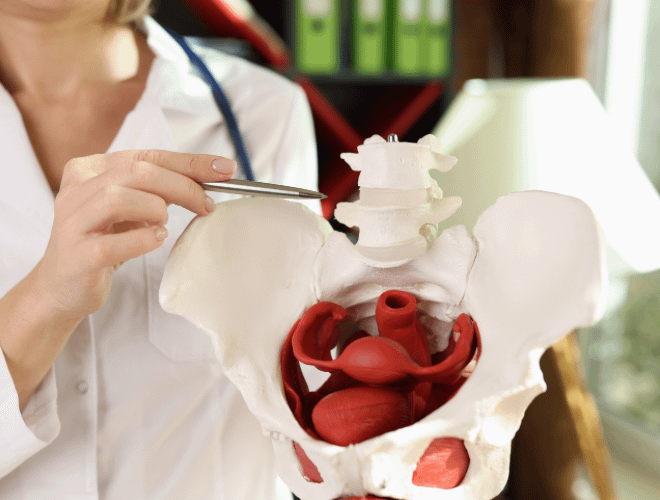 Pelvik Kası ve Gebelik