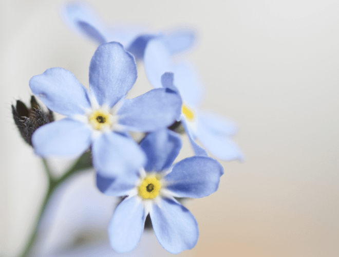 Kaybolan İkiz Sendromu (Vanishing Twin Sendromu) Nedir?