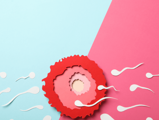 Yumurtalık Yaşı Nedir?