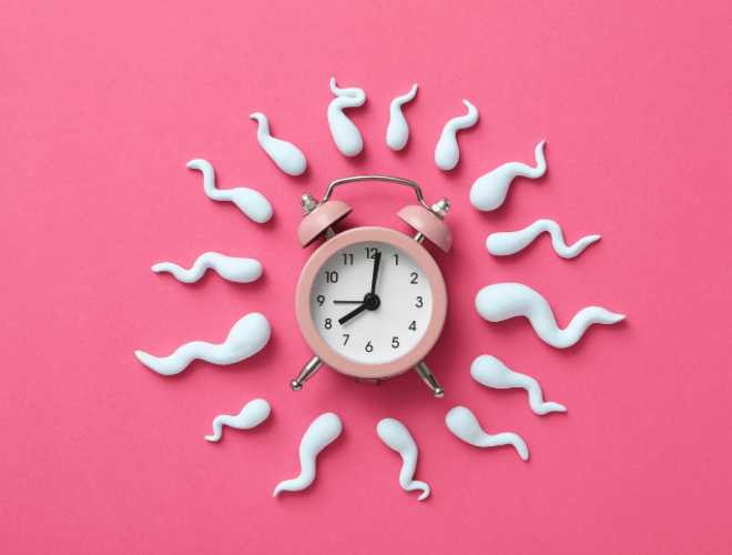 Gebe Kalmak İçin Yumurtlama Döneminin Hesaplaması