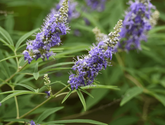 Hayıt Tohumunun Fertiliteye Etkisi