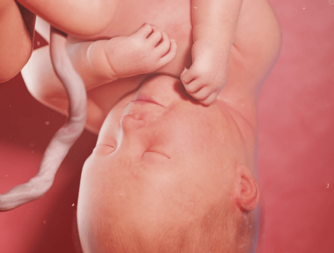 Bebekler Anne Karnında Nefes Alır mı? &nbsp;