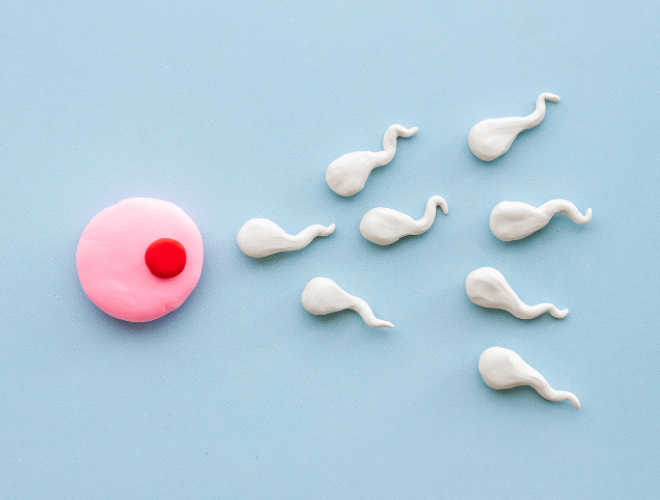 Sperm Sayısını ve Kalitesini Artırmanın Doğal Yolları