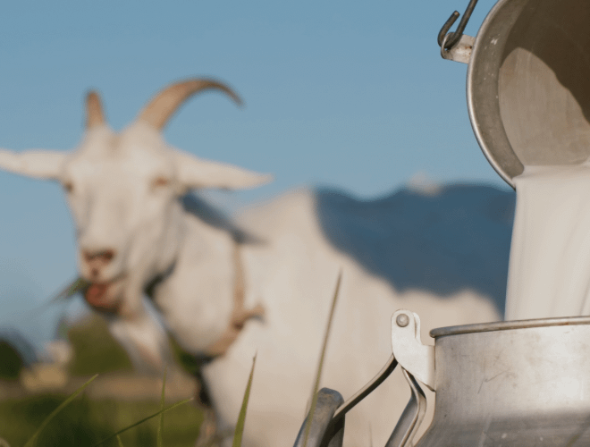 Gebelikte Keçi Sütü Tüketimi