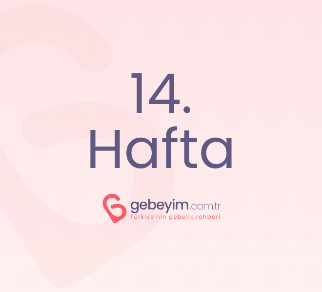 Gebeliğin 14. Haftası