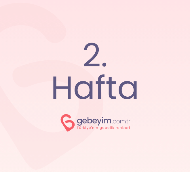 Gebeliğin 2. Haftası