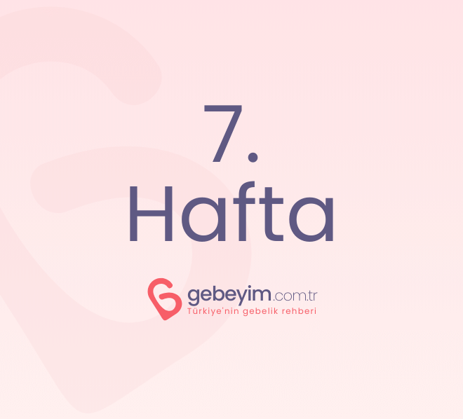 Gebeliğin 7. Haftası